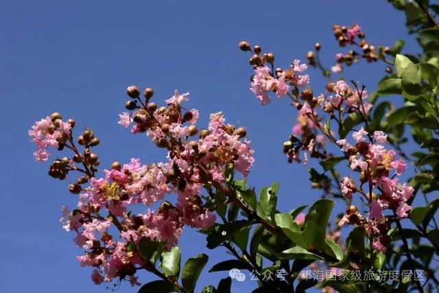 繁花似锦 | 邛海紫薇花开缀满枝头,百日浪漫尽在眼前