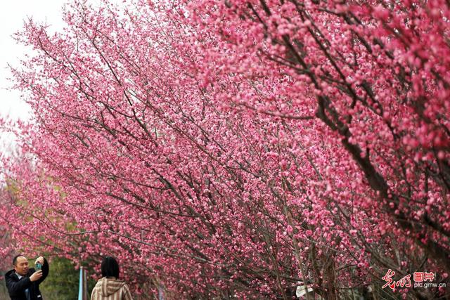 踏青赏花 乐享美好春光