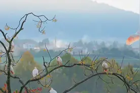 美！朱鹮在平流雾中美得发光图片