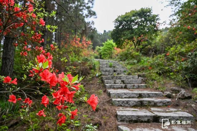 姹紫嫣红！福州进入春日高颜值时刻！