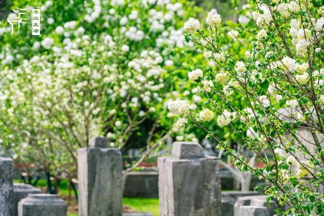 花样秦淮｜绣球花开