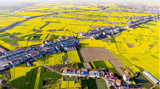 官宣！第五届江陵“油菜花赋”全域旅游系列活动即将启幕