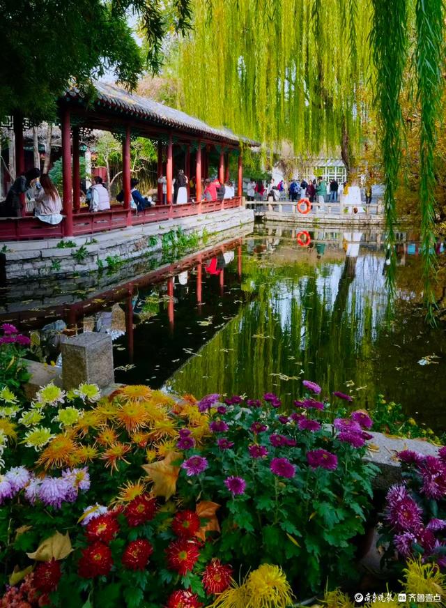 初冬暖意融融，快来趵突泉看菊花展