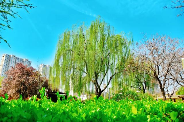 春色满城！定州藏不住的温柔与浪漫