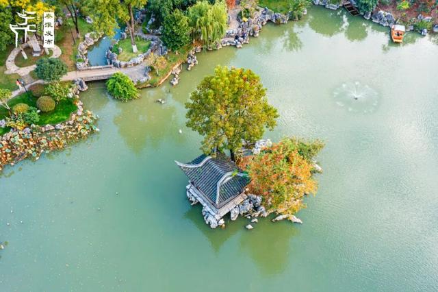 秦淮花事｜乌桕斑斓，半城秋色入画来