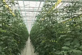 不以山海为远 携手共谱新篇｜从田间到餐桌的“双向奔赴”：小番茄升温京蒙情图片