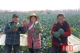 冬季蔬菜迎丰收，田间地头采收忙图片