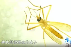 上海哪种蚊子咬人最痒？这类人最招蚊子图片