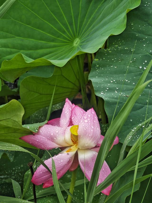 稻香湖荷叶接雨成“珍珠盘”，雨中荷花美到窒息