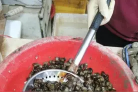 螺蛳迎来最佳品尝期！宁波一天卖出超1.5万公斤图片