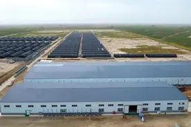 库尔勒废弃香梨枝变废为宝 助推香梨产业绿色循环发展图片