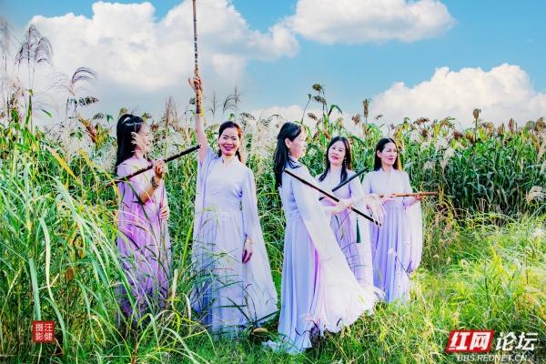 在红穗白苇间，书院洲的秋日仙境已上线