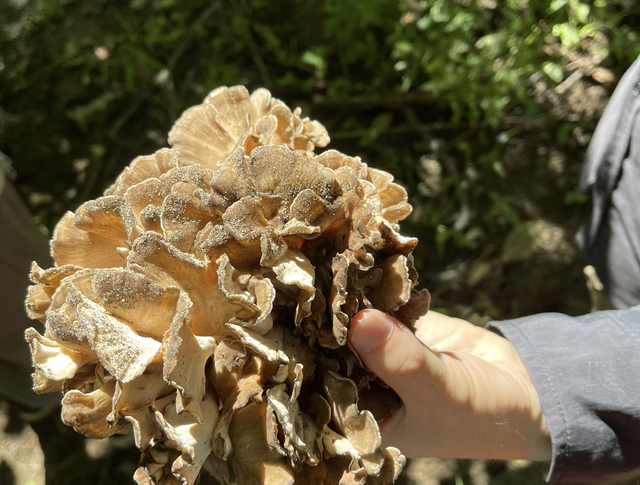 多少打工人，靠周末上山采菌子回血充电