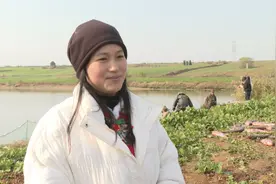 湖北枣阳：锦鲤养殖敲开“幸福门”图片