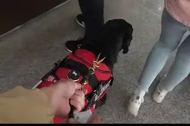 导盲犬进医院，有套规范指引会更好图片