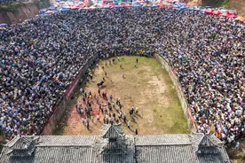 贵州从江：斗牛民俗迎国庆图片