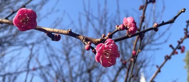 邂逅“梅”好时光！昆明超详细赏梅攻略来了