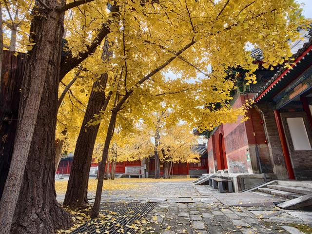 雨后天晴，承恩寺秒变“黄金殿”！银杏铺满院，古韵拉满格