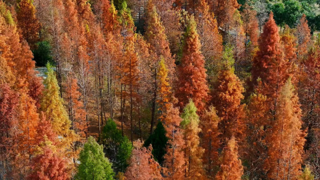 出色！洛阳这些最美场景等你解锁