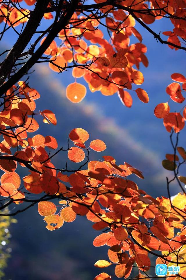 来潍坊青州锯齿崖，共赴一场秋日绮梦