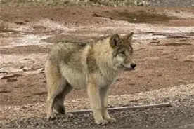 可可西里野狼被投喂胖成“网红二哈”，会打滚乞食带新狼蹭吃图片