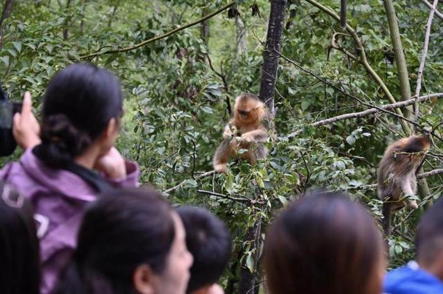 游客突破600万人次，九寨沟“县局司”联动机制成旅游治理新样本