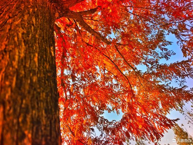 冬日水杉叶泛红，沂河岸边添美景