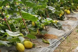 皮薄肉嫩的黄金瓜、芒果味的小番茄，你都尝过吗？图片