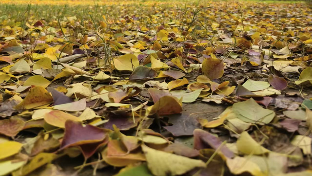 快出门！这些全是洛阳冬日限定！