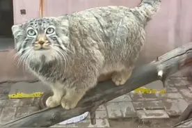 高冷宅女“狲尚香”离世，兔狲人工繁育困境何解？图片