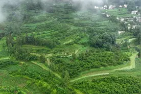 乌蒙镇蜂糖李即将迎来采摘季图片