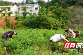 衡山：辣椒丰收采摘忙 农户增收笑开颜图片