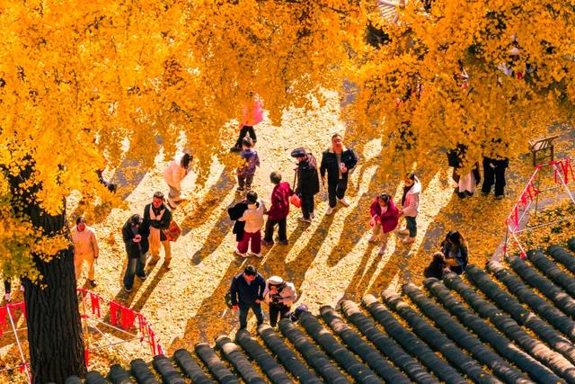 好景成双，来定慧寺巷邂逅小确“杏”