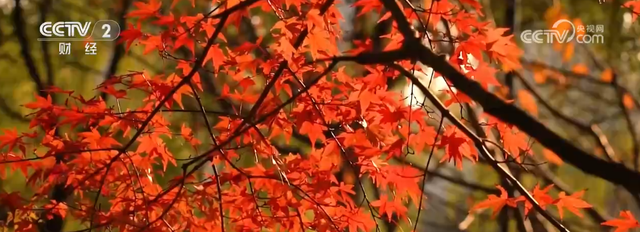 “枫叶+”燃动秋日文旅消费“热引擎” 以旅促农增收再添“金钥匙”
