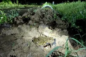 曾经遍地的“田鸡”十几年看不到一只，国家二级保护动物正拼命回归图片