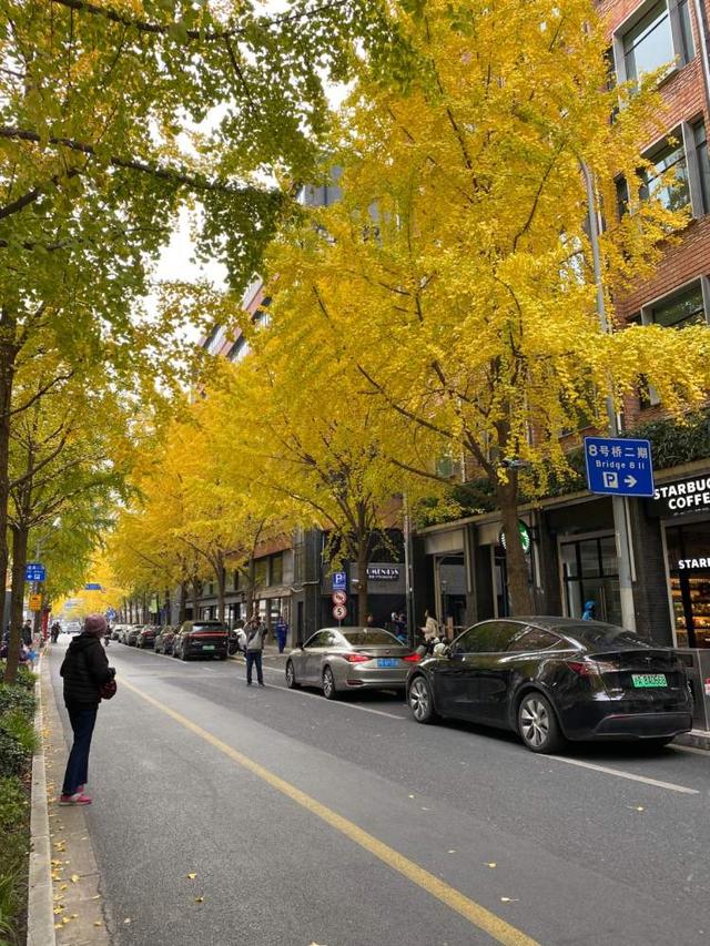 要降温了，准备好去迎接绚烂魔都！宝山寺的枫树已变红，秋霞圃的枫树、局门路的银杏再等20天