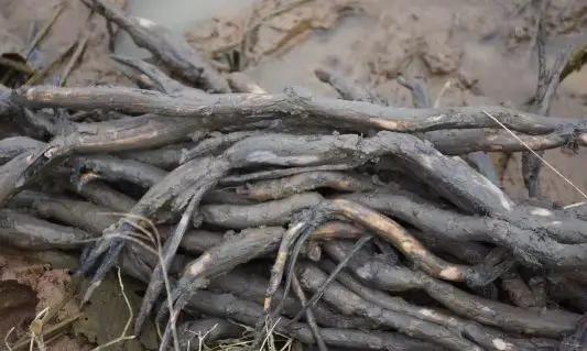 央视大片《珠江》里的花都⑤：山水滋养的田园至味