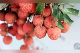 岭南荔枝24小时抵达湖北，产销两旺性价比真“给荔”图片