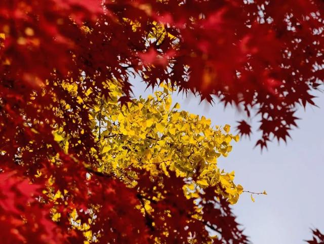 美爆了！南京“番茄炒蛋树”前，挤满了人