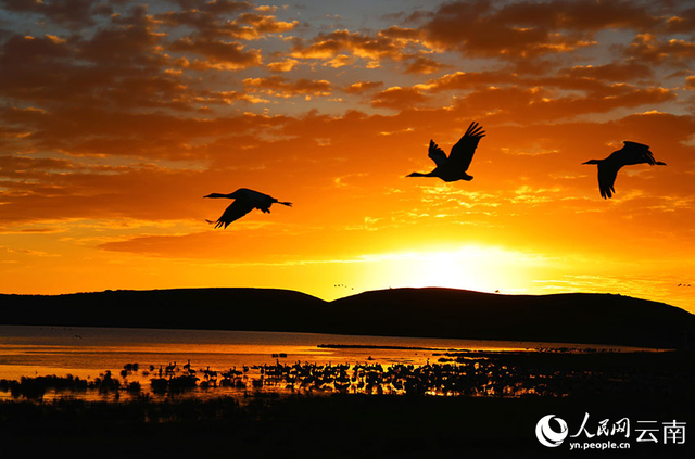 治愈系大片！鹤舞霞光里的诗行