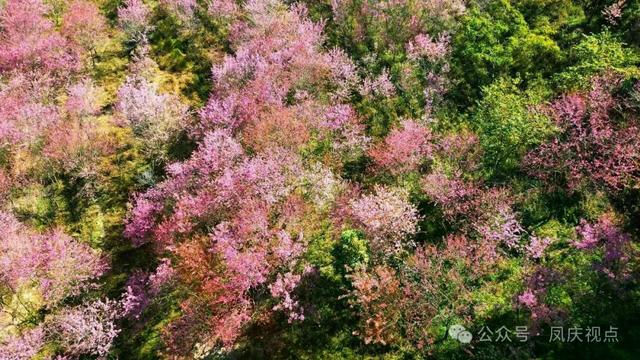 云南凤庆:冬樱粉艳扮城郭 诗意栖居醉游人