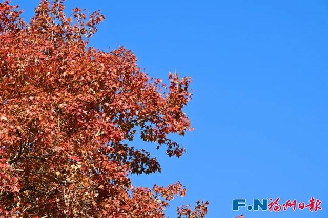 颜值巅峰！福州这个宝藏村落，正上演年度色彩盛宴！