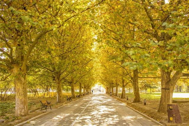 一键Get√氛围感！来这里，将海淀的秋收在镜头中——