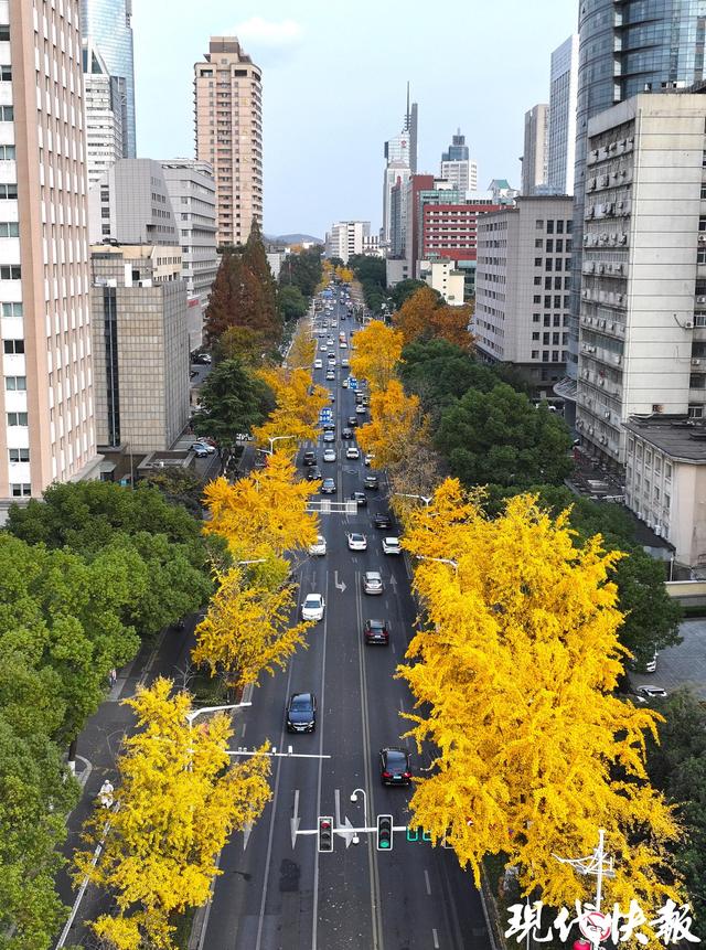 南京这条银杏大道“金色长卷”徐徐展开