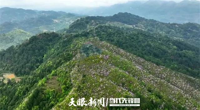 【多彩小水】万紫千红皆诗意，最爱小水多彩色｜多彩之紫