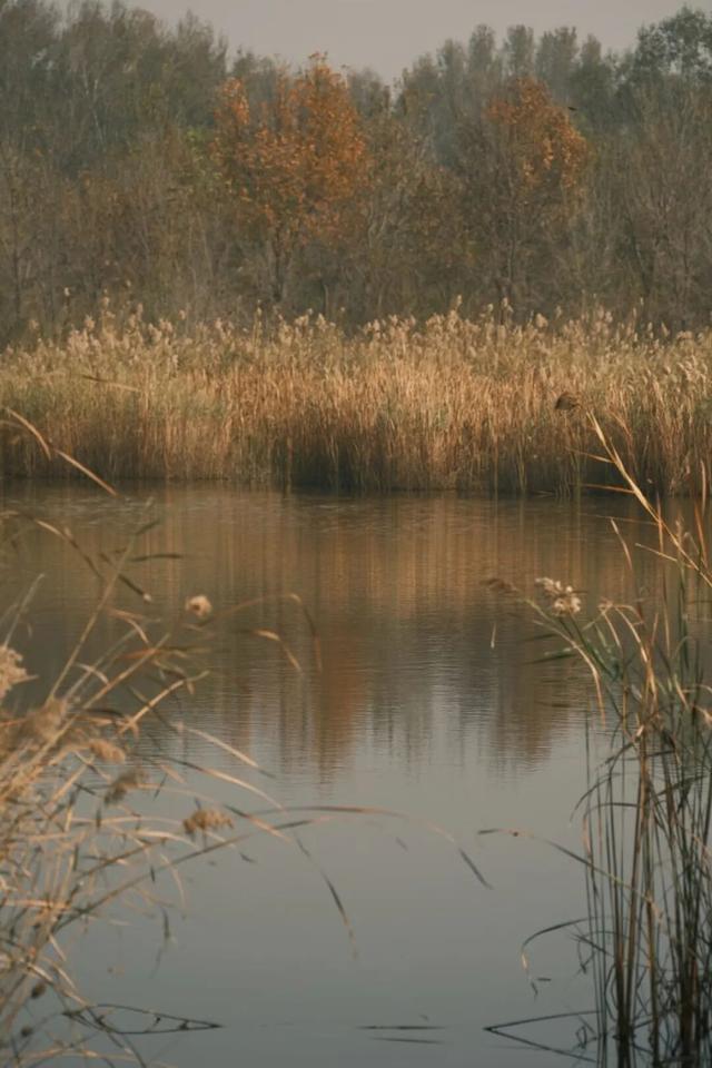 一眼心动！周末邂逅北京芦花漫舞，超有秋日feel~