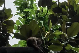 景区松鼠尾巴被人拔断？快住手！图片