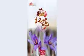 “城”势而上 | 藏红花，上海产图片