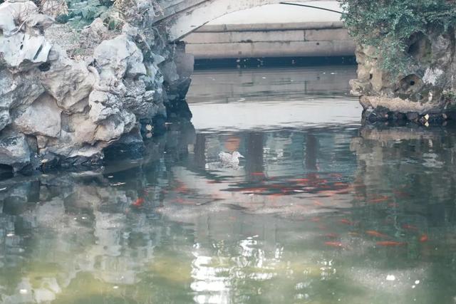 揭秘！上海人也未必知道的上海绝美花园，每个都太传奇→