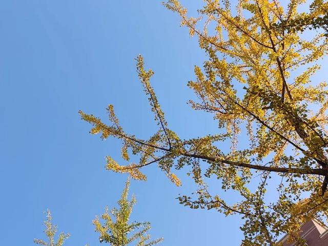 银杏渐黄，黄金城道即将进入“观赏季”→